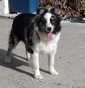 Leo dog