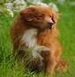 Red Pepper Toller